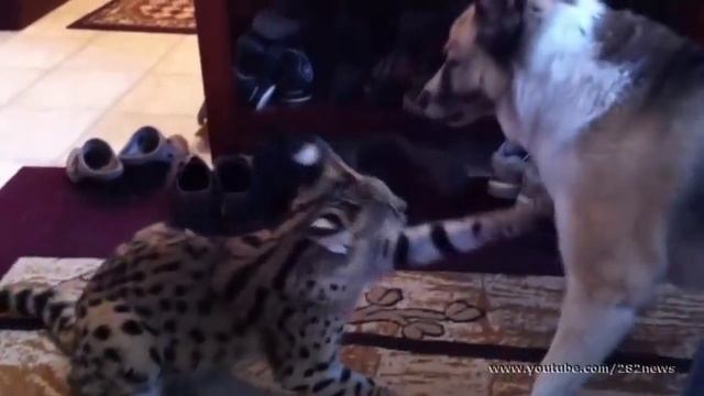 Ну давай мириться!! смотреть онлайн