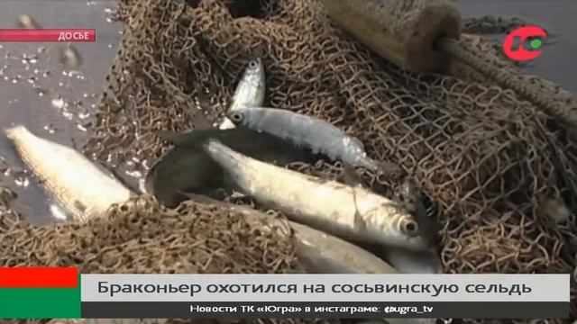 Добычей браконьера стала сосьвинская сельдь смотреть онлайн