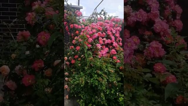 Роза Bajazzo смотреть онлайн