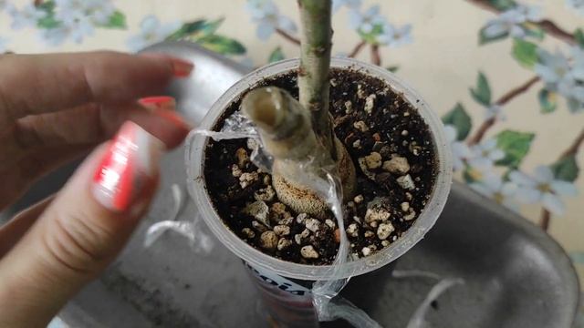 АДЕНИУМЫ ГНИЛЬ прививок осенью #адениум #bonsai #adenium смотреть онлайн