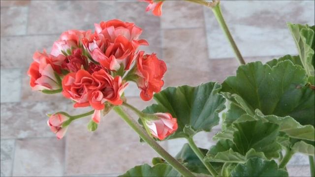 Пеларгония Scarlet Rambler (пеларгония скарлет рамблер) смотреть онлайн