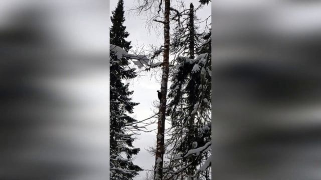 Встретил живого дятла в лесу смотреть онлайн