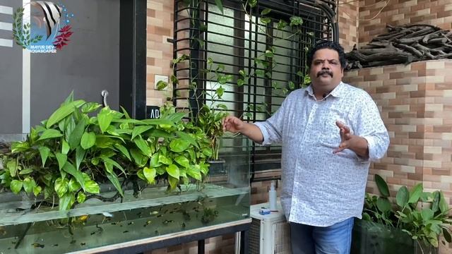 Aquaponics Garden Aquarium | Mayur Dev Tips | Aquaponics For Beginners | Aquaponics waterfall Setup смотреть онлайн