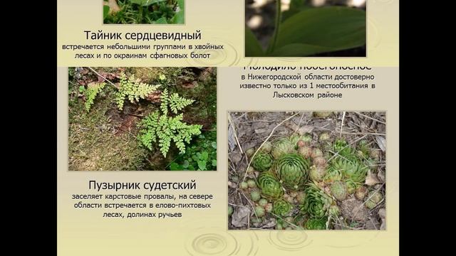 Редкие растения. Красная книга Керженского запведник смотреть онлайн