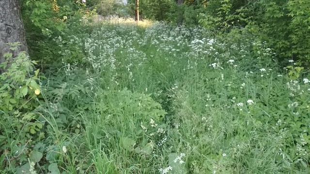 VID_20230619_201233.mp4 смотреть онлайн