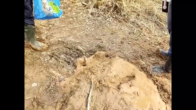 Волоколамск. Ядрово. Обход свалки 7.04.19. Южная сторона смотреть онлайн