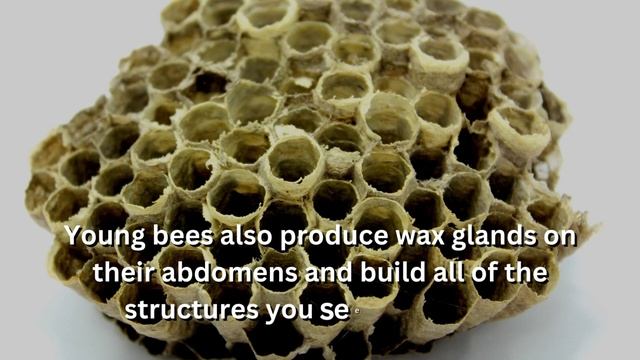 Why do bees kill their queen | Bee Facts | Fascinating facts #7 | Why Things Happen смотреть онлайн