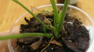 Пропала точка роста у антуриума Ванилла.