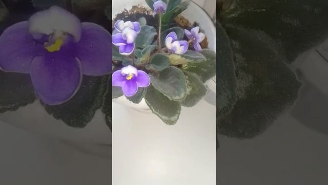ФИАЛКИ В ЦВЕТУ!!! ??? смотреть онлайн