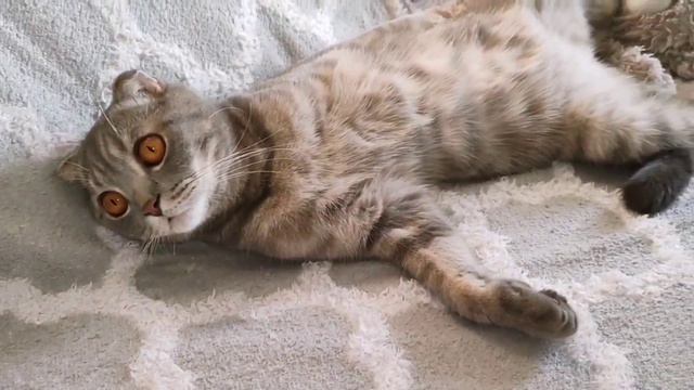 Кот после новогодних праздников #мойкот #марс#scemerrbx