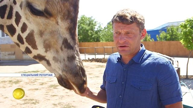 Пятнистый младенец: в биопарке родился второй на Юге Украины жираф смотреть онлайн