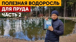 ОЧИСТКА ПРУДА ВОДОРОСЛЬЮ  _ Как очистить пруд водорослью