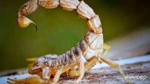 Как жалит скорпион?