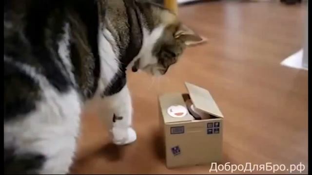 КОТ И КИТАЙСКАЯ КОПИЛКА смотреть онлайн