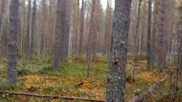 С карелкой на глухаря. Часть 3 смотреть онлайн