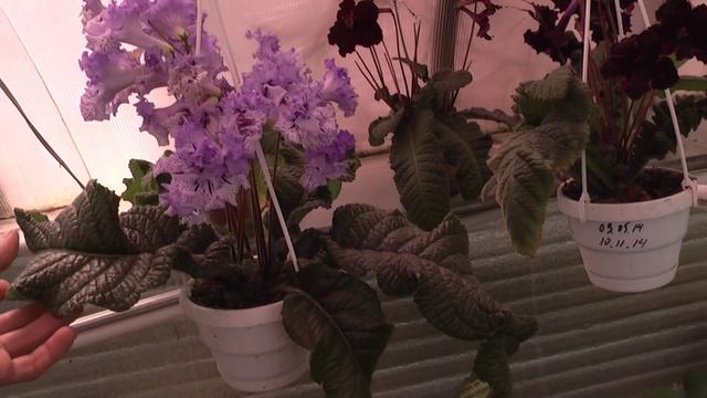 Стрепсы DS. Селекция смотреть онлайн