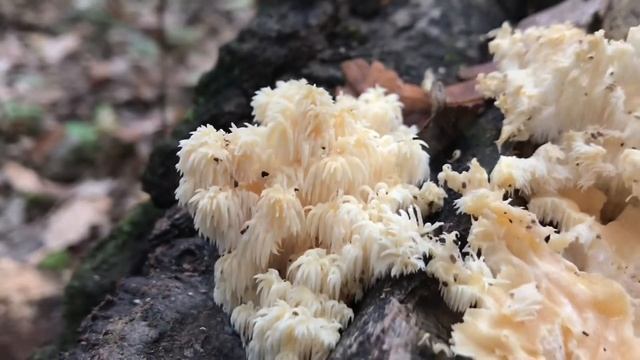 PETREZSELYEMGOMBA - Hericium coralloides смотреть онлайн