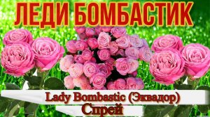 Роза Леди Бомбастик  (Спрей) Lady Bombastic (Эквадор)