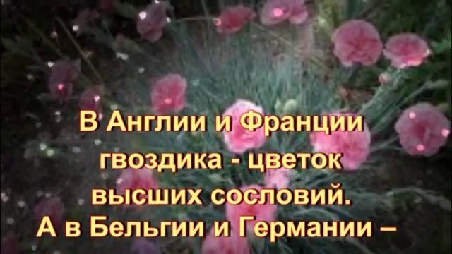 Гвоздика. Легенды о гвоздике