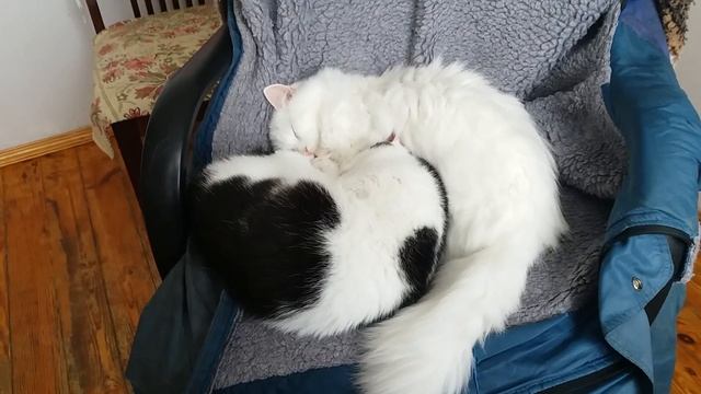 Цветущий сад/ Злющий муж /Кто много ест.../Видео № 78 смотреть онлайн