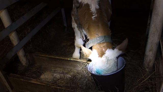 Вот это бычок! смотреть онлайн