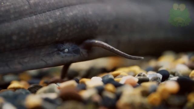 Протоптер интересные факты, обитатели глубин, протоптер рыба смотреть онлайн