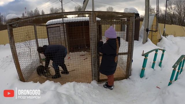 Четвероногие друзья Хаски ждут вас в гости. смотреть онлайн