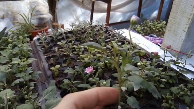 Осеннее черенкование хризантемы смотреть онлайн