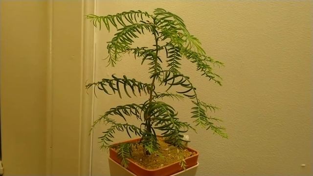 METASEQUOIA GLYPTOSTROBOIDES Dawn Redwood, 4 Months Old