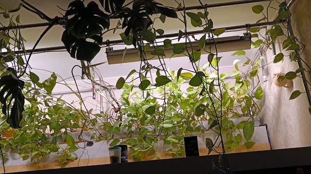 обзор моего аквариума 18.08.2022 смотреть онлайн