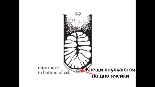 История, биология и распространение клещей Варроа (Университет Флориды) - Откуда взялся Варроа? смотреть онлайн