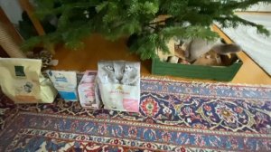 Лучший корм для шотландских кошек.