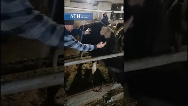Искусственное осеменение КРС смотреть онлайн