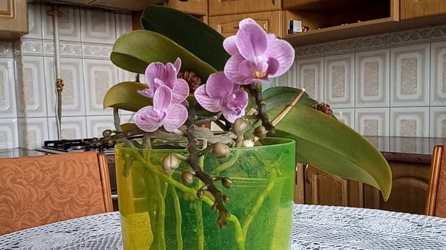 Орхідея "Violet Queen"з характером, та ще й з мутацією!!! смотреть онлайн