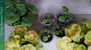 Пеларгония из семян, прищипка и обрезка побегов.