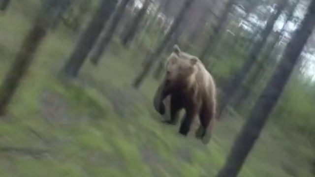 Bear Attack, Man is trying to run away from attacking Bear: GoPro - WHY IT IS FAKE! смотреть онлайн