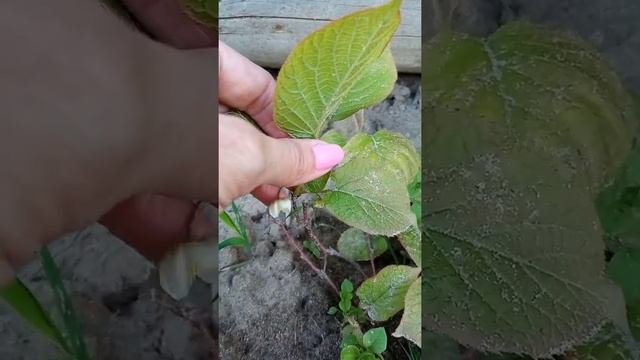 Садовые дела. смотреть онлайн