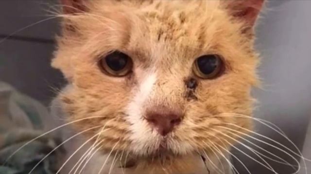 Его нашли замученным и печальным… Но уже через час кот не узнал сам себя смотреть онлайн