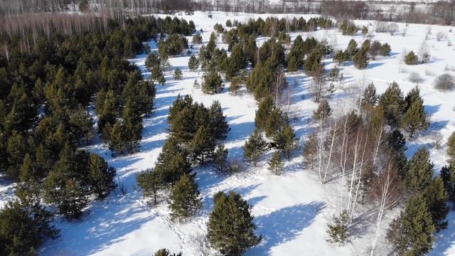 Лось с квадрокоптера смотреть онлайн