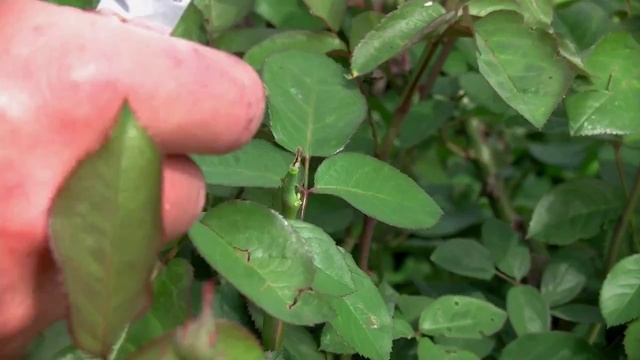 Розанный, слизистый пилильщик смотреть онлайн