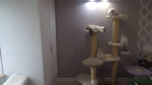 Siberian /neva masquerade/невская маскарадная смотреть онлайн