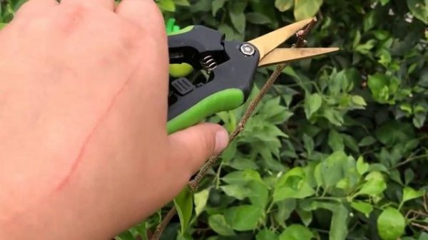 Личи \ Litchi Chinensis. Первое плодоношение Личи.