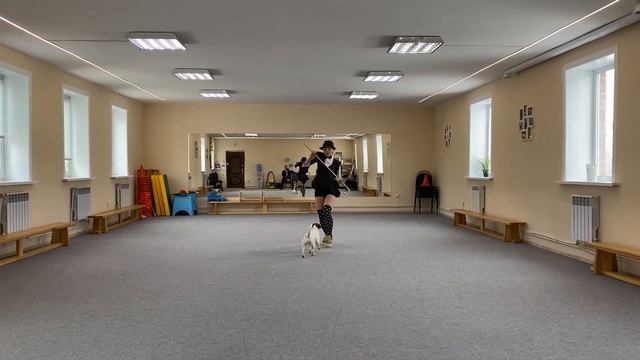 Танцы с собаками. Dog dance. Тимошина Светлана & Тимона Терр. "Танец с тростью" 28.11.2020г. смотреть онлайн