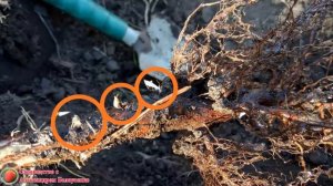 Посадка малины весной и осенью Схема посадки саженцев малины