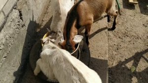 Как отучить козлят от молока.