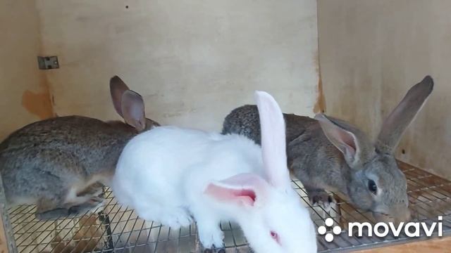 Кролики породы Белый великан и крольчата от Фландера. Результат голосования. Новая крольчиха. смотреть онлайн