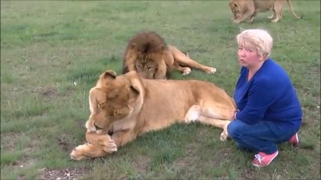 Первое сафари 2016 года в парке львов 