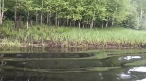 Лодка флагман 320 мотор ямаха 5лс.