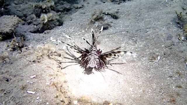 Pterois volitans. Крылатка-зебра. Hilton Marsa Alam 2013 смотреть онлайн
