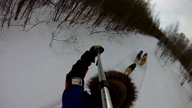 Хаски упряжка, фрагмент фильма смотреть онлайн